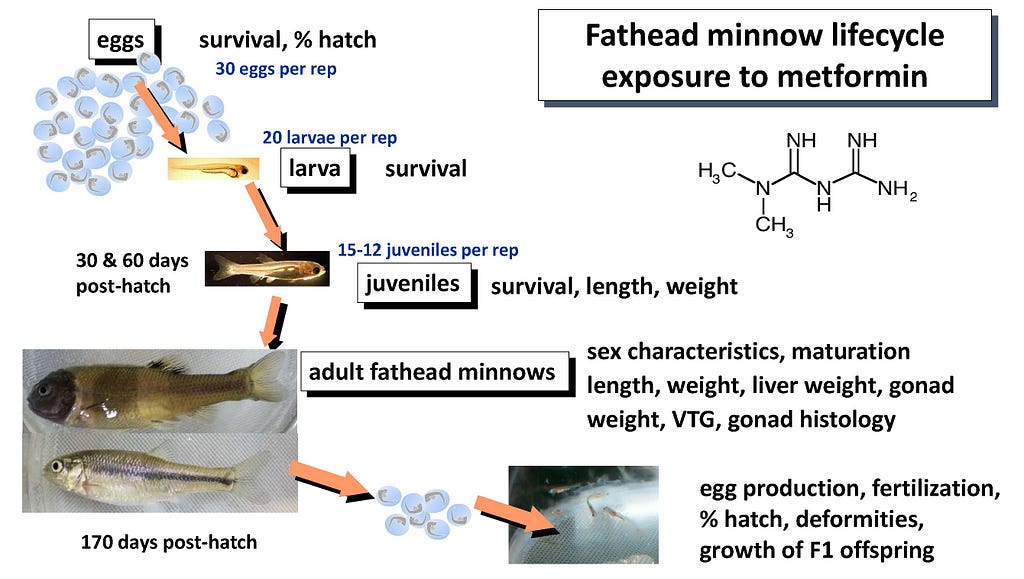 Infographic showing the fathead minnow lifecycle exposure to metformin