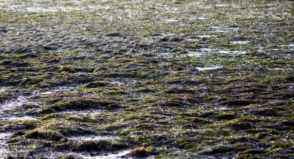 eelgrass beds during low tide, basically out of water