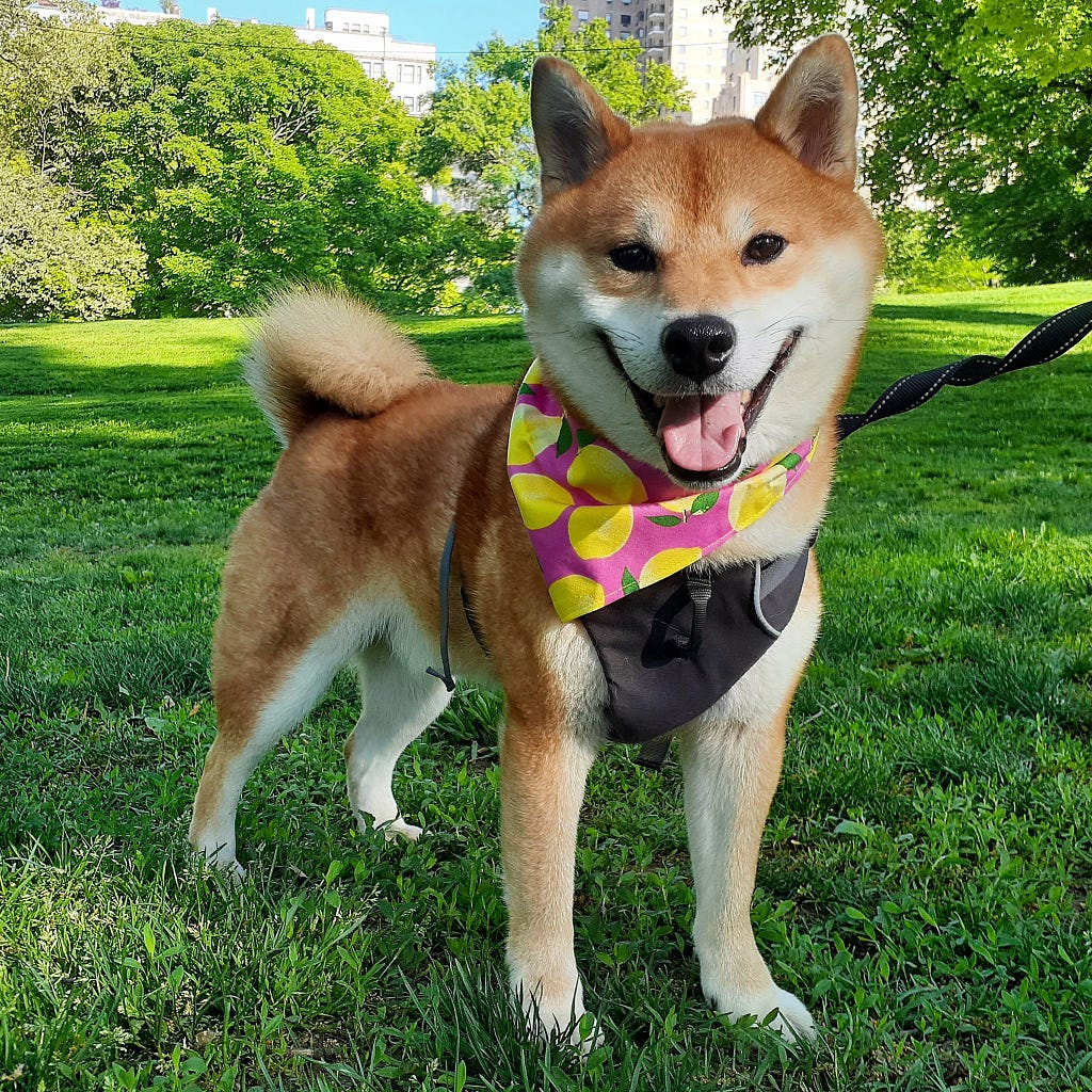 Shiba Inu dog standing in Central Park looking at the camera.