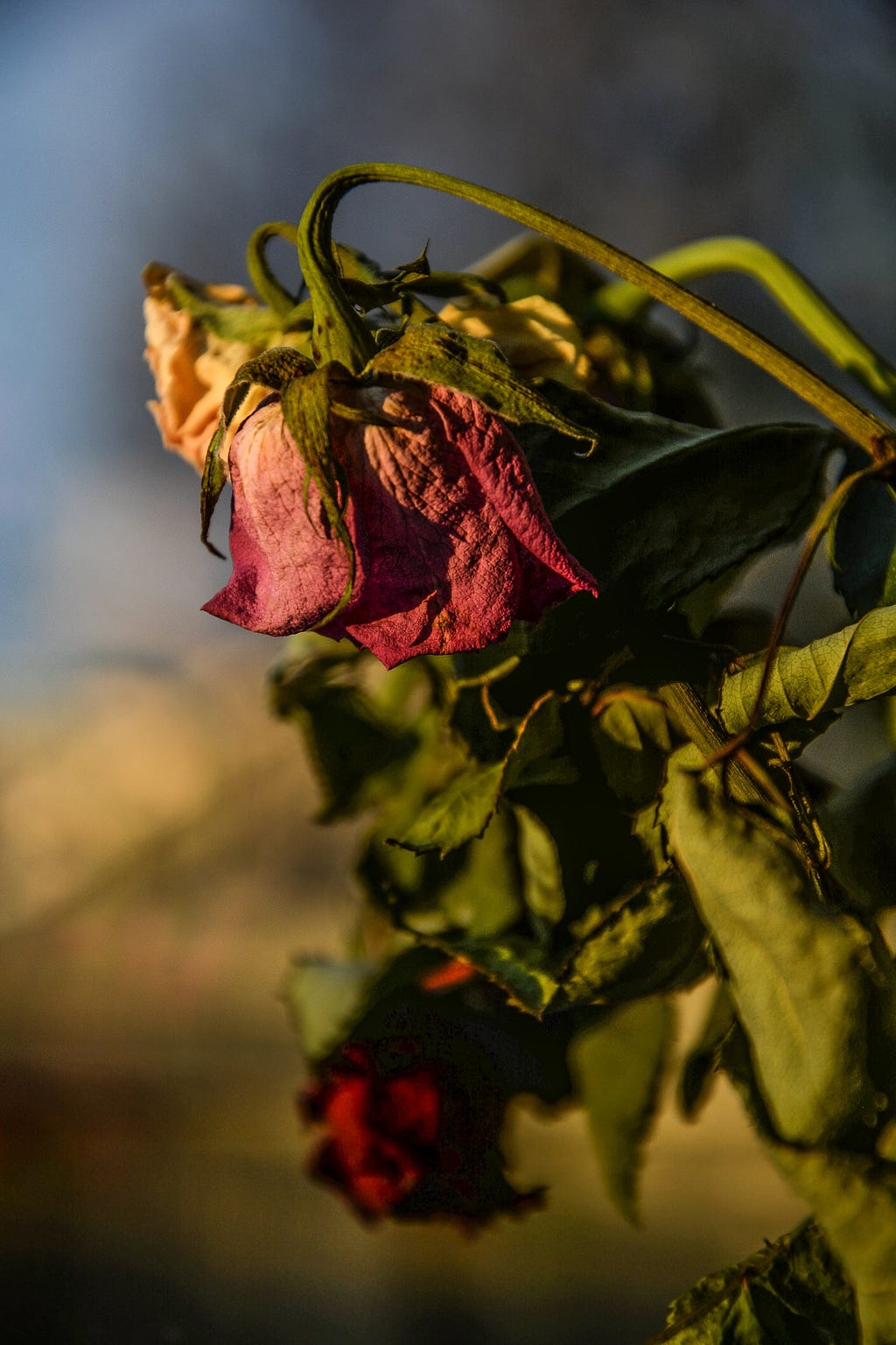 A common socialist symbol is a rose. It’s also used in a lot of the Democratic Socialists of America’s iconography. Pictured here is a dead rose to represent a dying social movement.