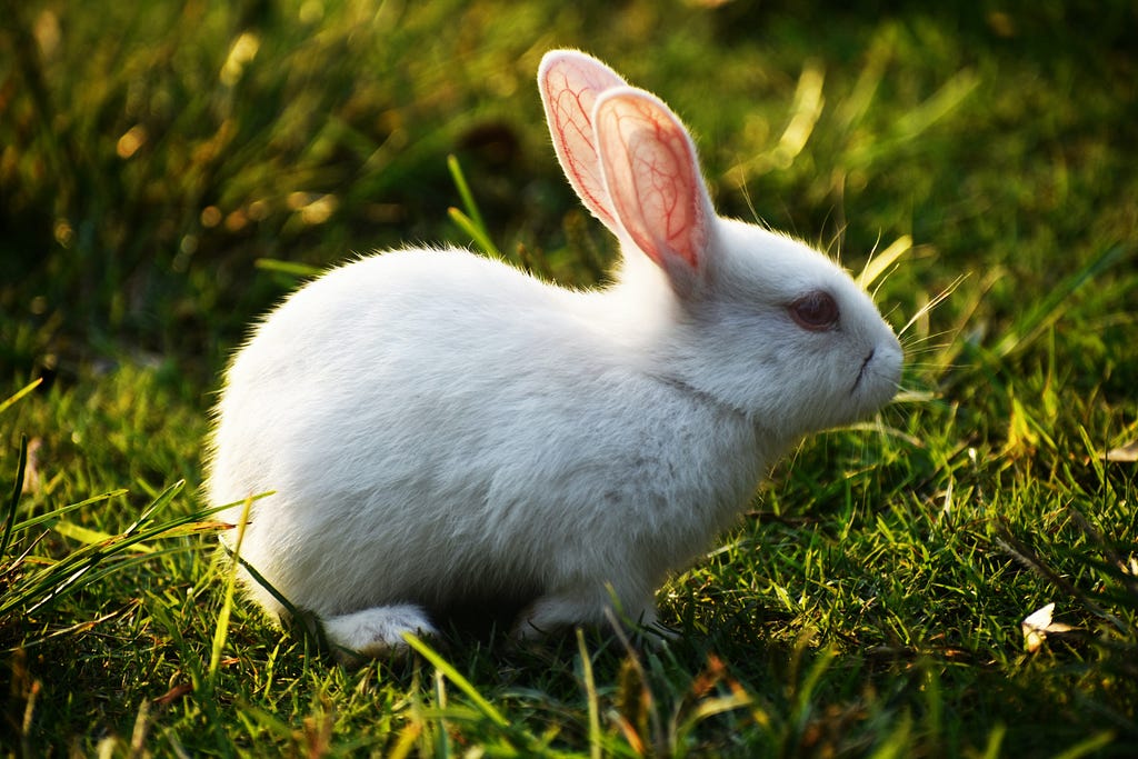 What is the best rabbit to have as an indoor pet?