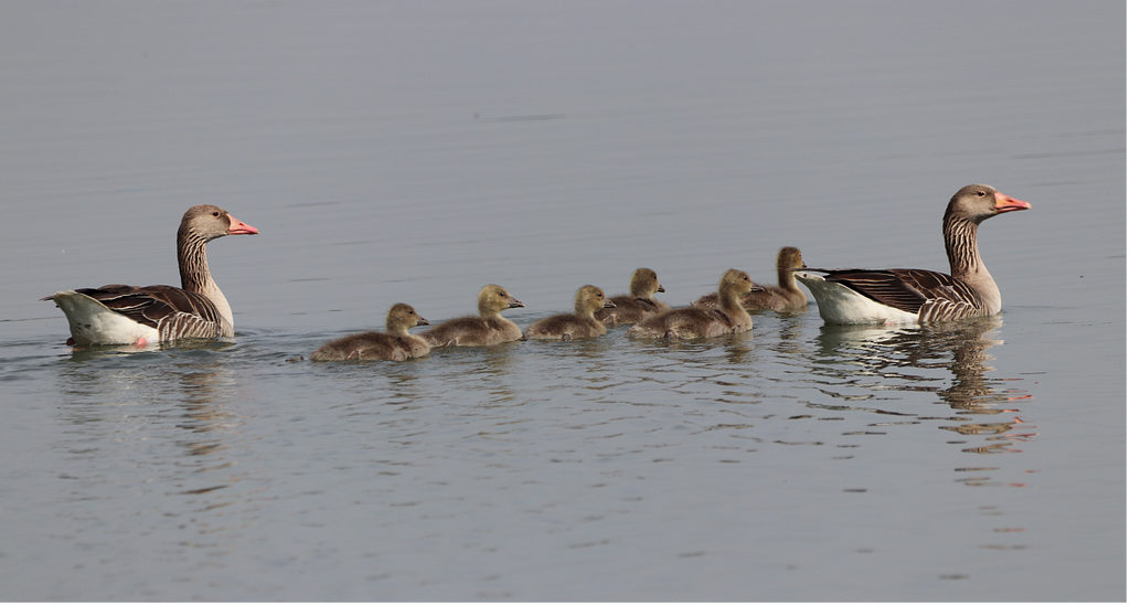two adult ducks and six ducklings swimming in line