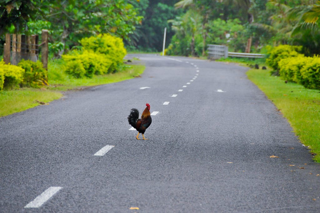 A chicken crossing the road