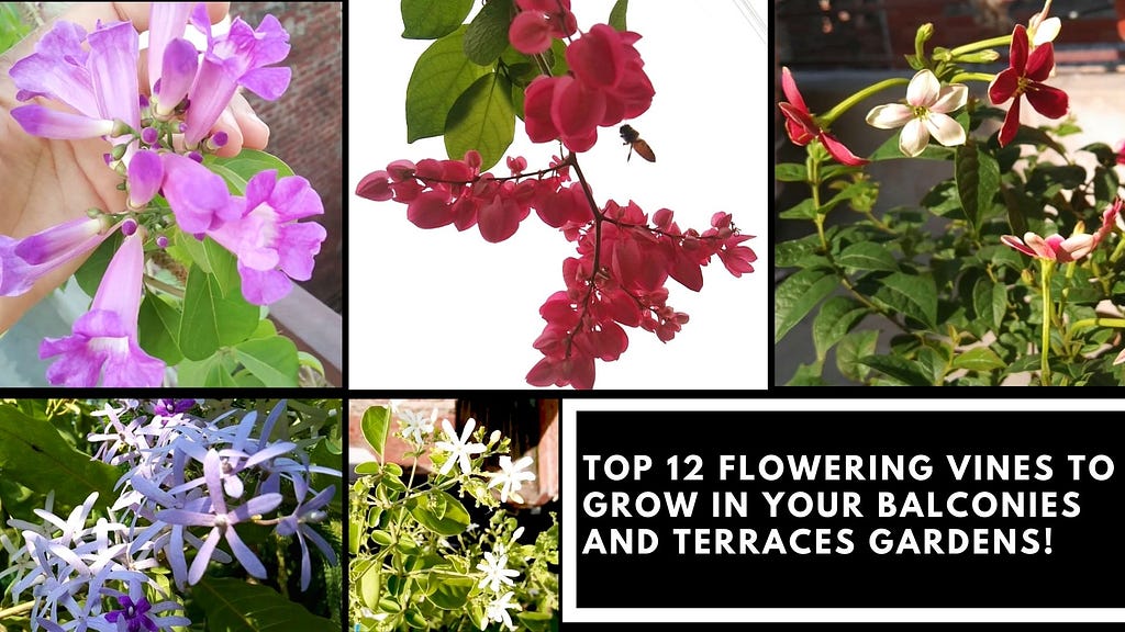 Top 12 Best Flowering Vines to Grow in Your Balconies and Terrace Gardens