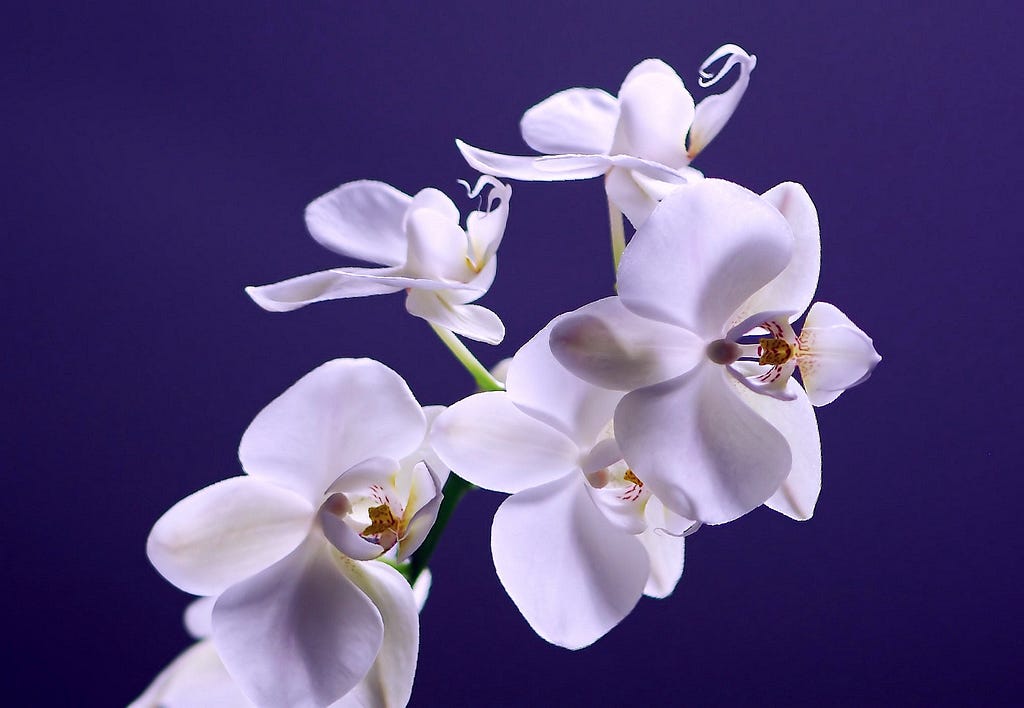 white orchids against a deep blue background