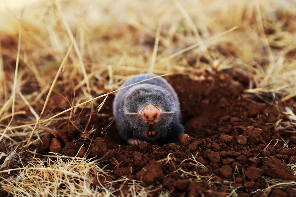 A small brown mole with a pink nose is seen sticking his head out of a tunnel in the ground