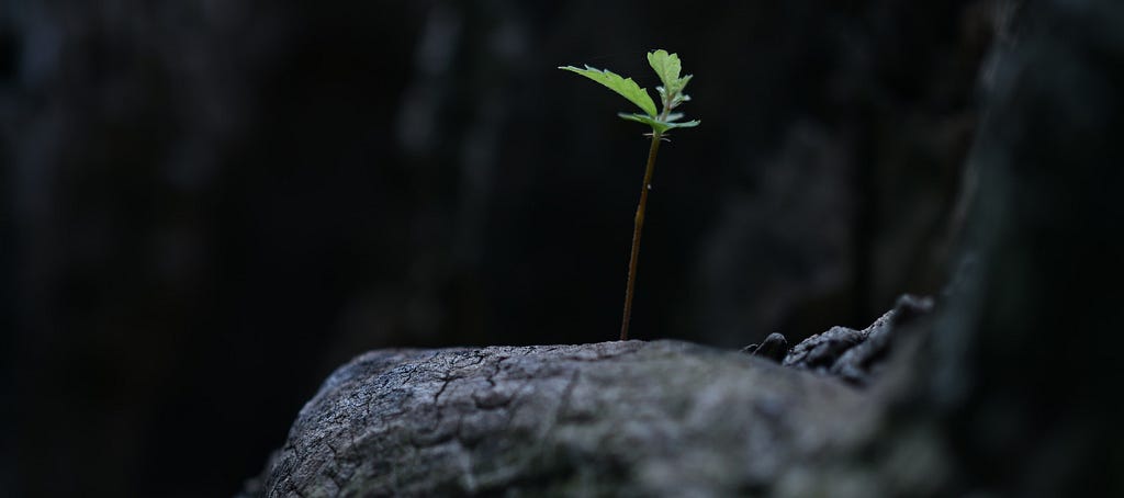 A single sprout growing on rock in a dark place