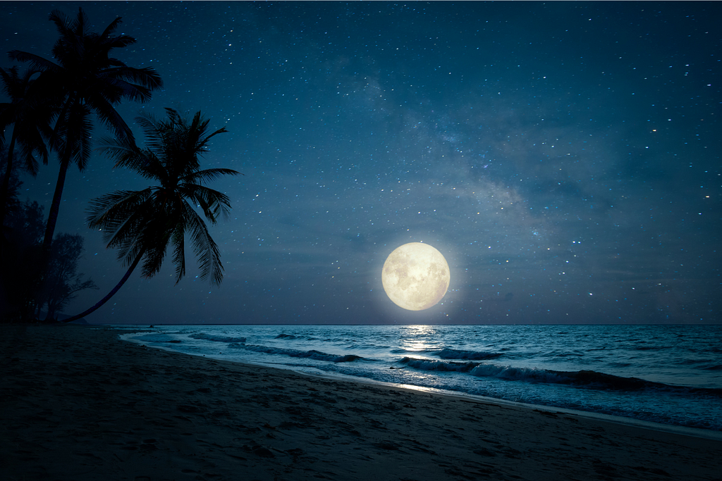 beautiful landscape of a tropical beach at night with a silhouette palm tree