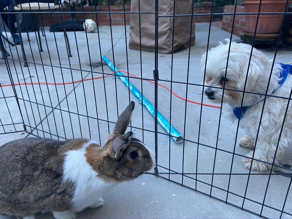 A brown and white bunny curiously approaching a white shih tzu poodle, separated by a fence.