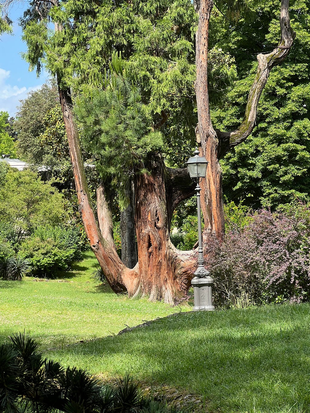 Photo of a large L’Albero dei Cornuti, California Insense-Cedar in the Giardino del Boblino