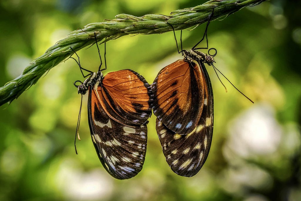 Butterflies Exotic Pairing photo