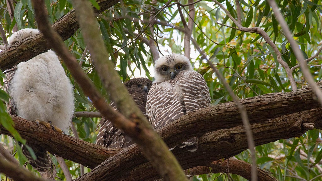Two powerful owl chicks and an adult powerful owl resting on branches in a tree.