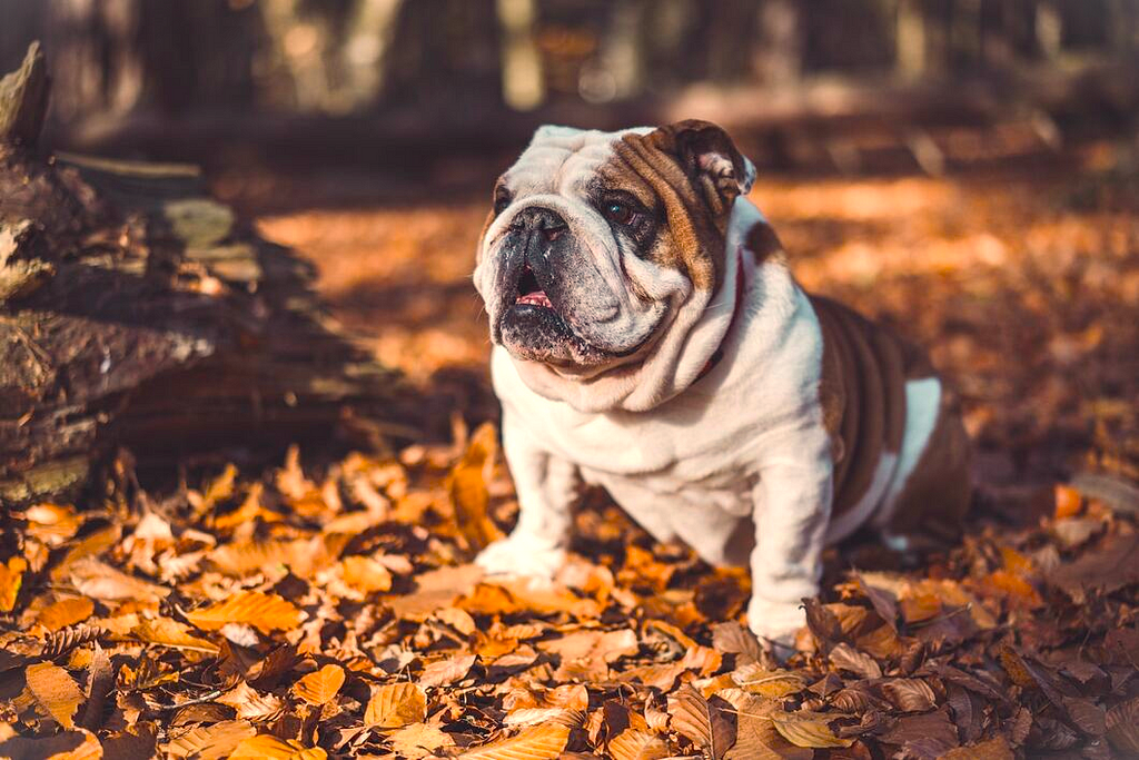 Bulldog sitting in a pile of autumn leaves.