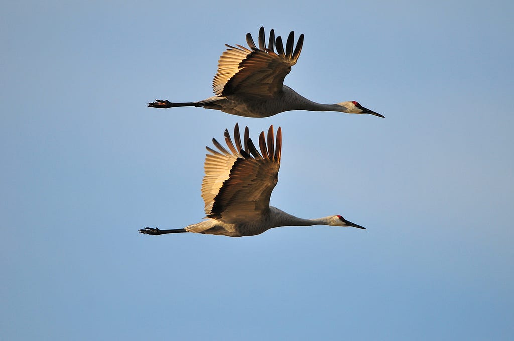 Sandhill cranes fly above Montezuma National Wildlife Refuge. Doug Racine/USFWS