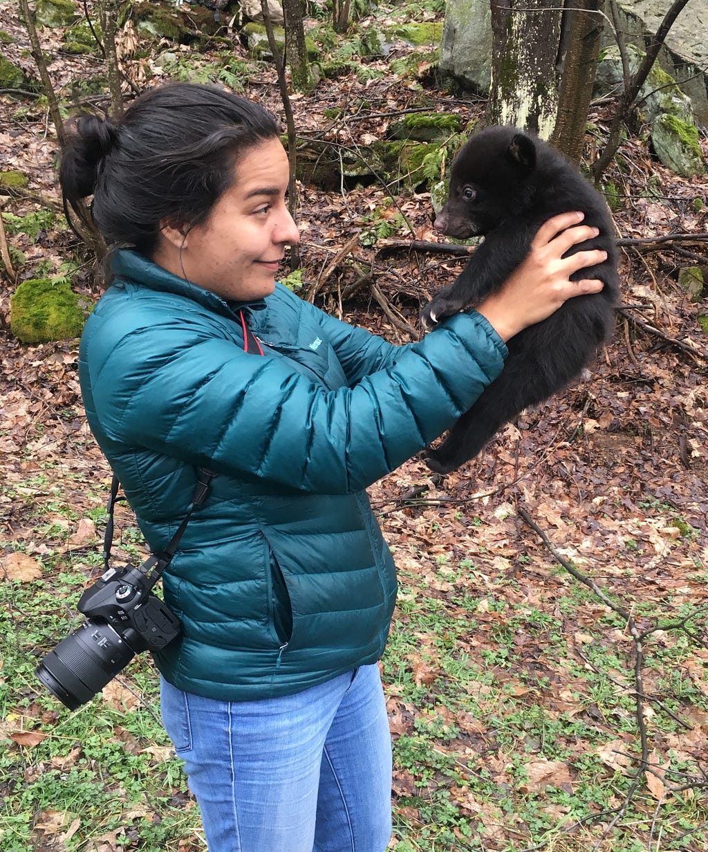 Melissa Gonzalez is a talented photographer and Audiovisual Production Specialist in the Creative Imagery Branch at the National Conservation Training Center. Photo of Melissa holding a black bear cub (Ursus americanus) in the mountains of Western Maryland. Photo Credit: Tiana Jones, USFWS