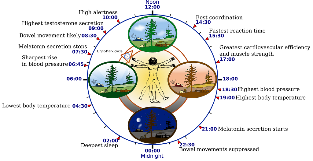 circadian rhythm or Natural Clock or Biological Clock