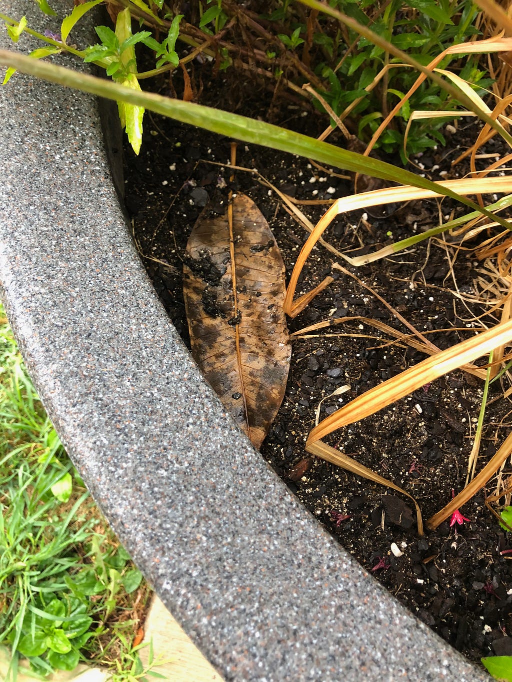 Decaying leaf in the back of the planter taken on October 3rd, 2019