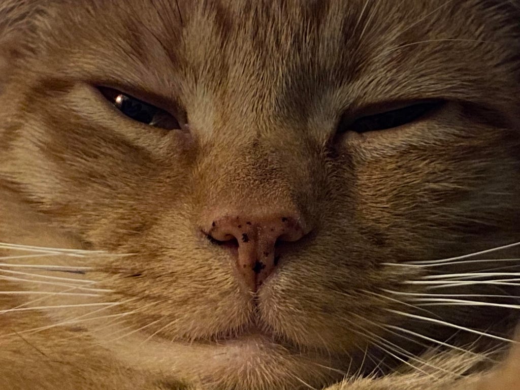 A close up of our orange tabby Grandkitty, Bouy