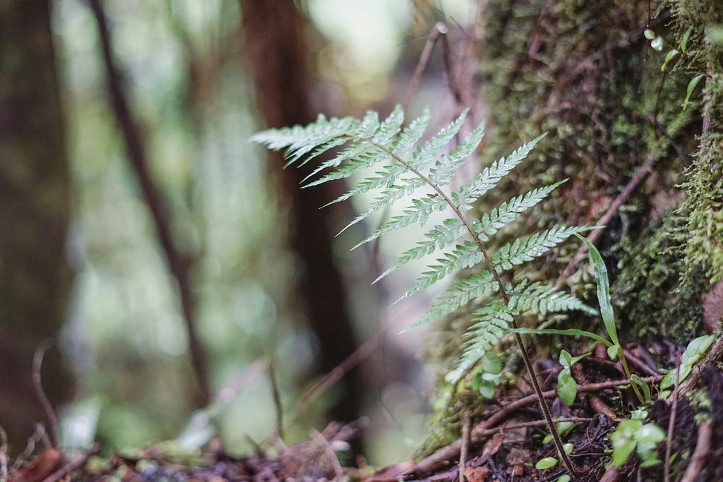 A fern growing in the woods.