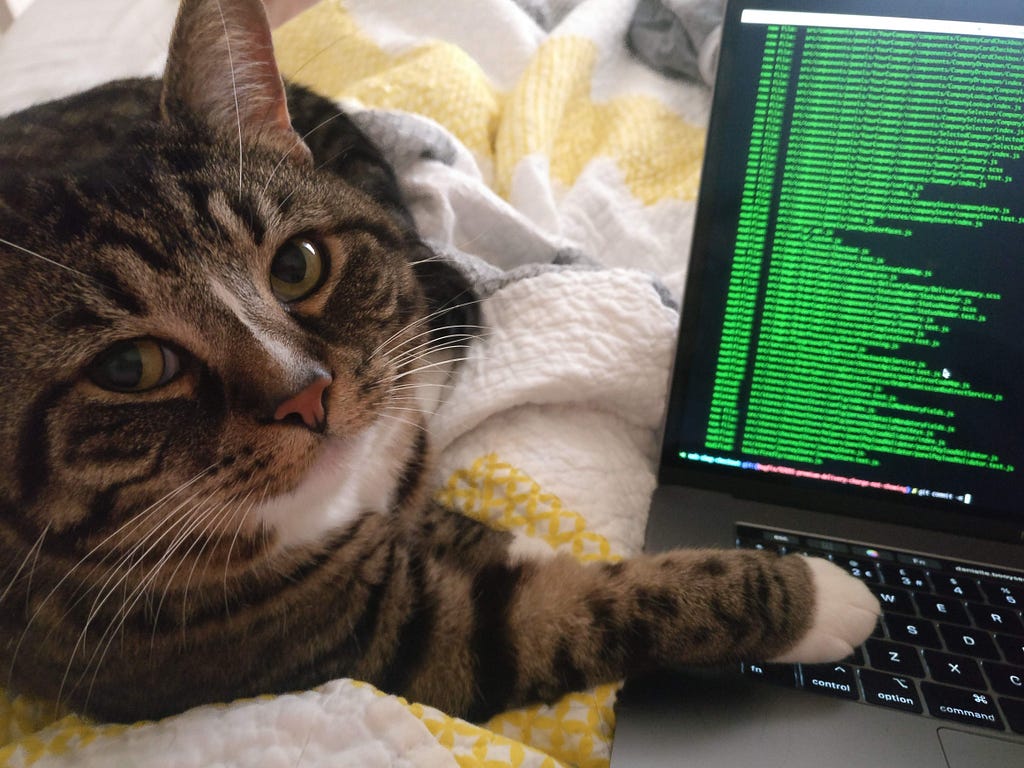 Dani’s cat Tiffy running unit tests in the terminal