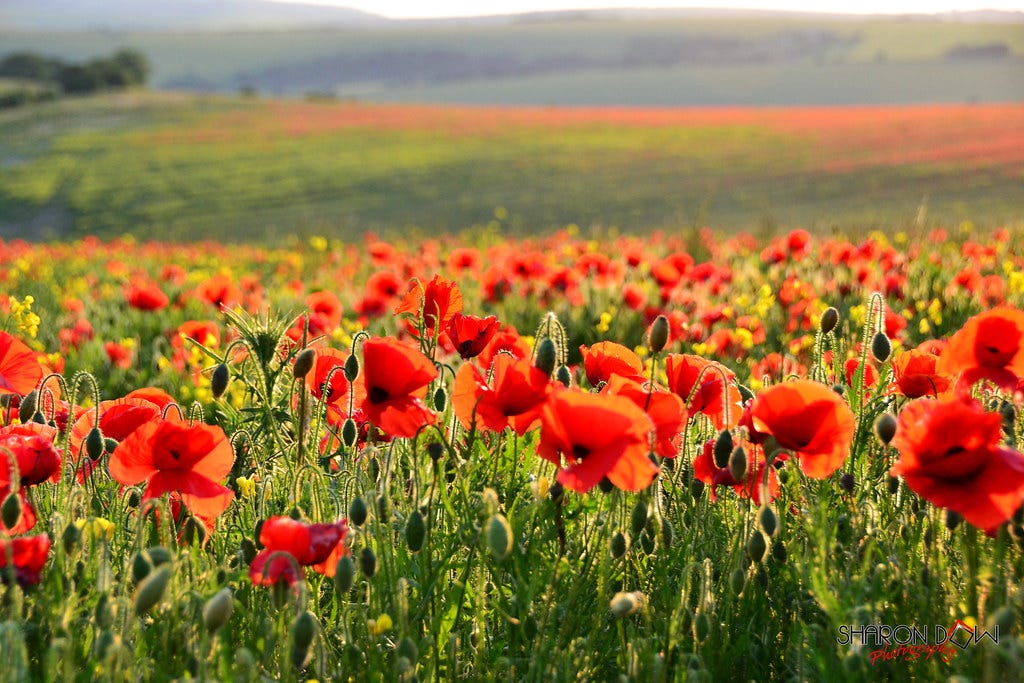 Field of red poppies with green field and low mountains in the distance.