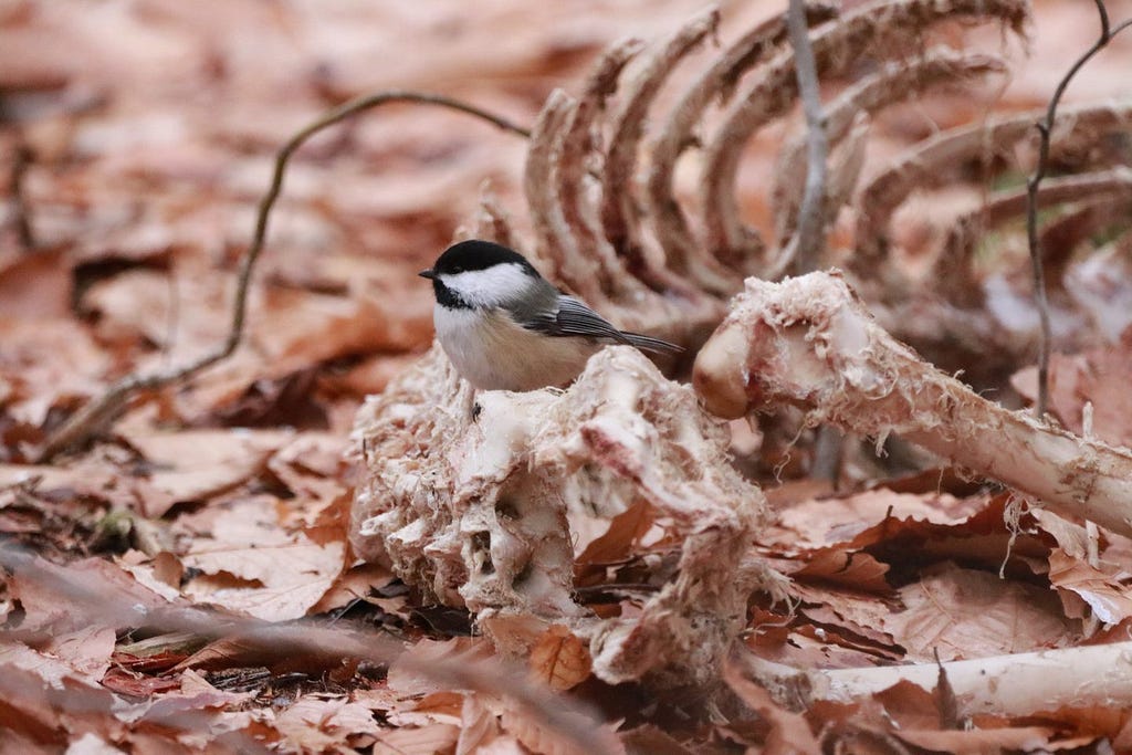 Chickadee on animal bones