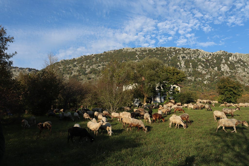 A peaceful pasture of sheep grazing on lush grass, set against a backdrop of gently sloping wooded hills and a clear, lightly clouded sky.