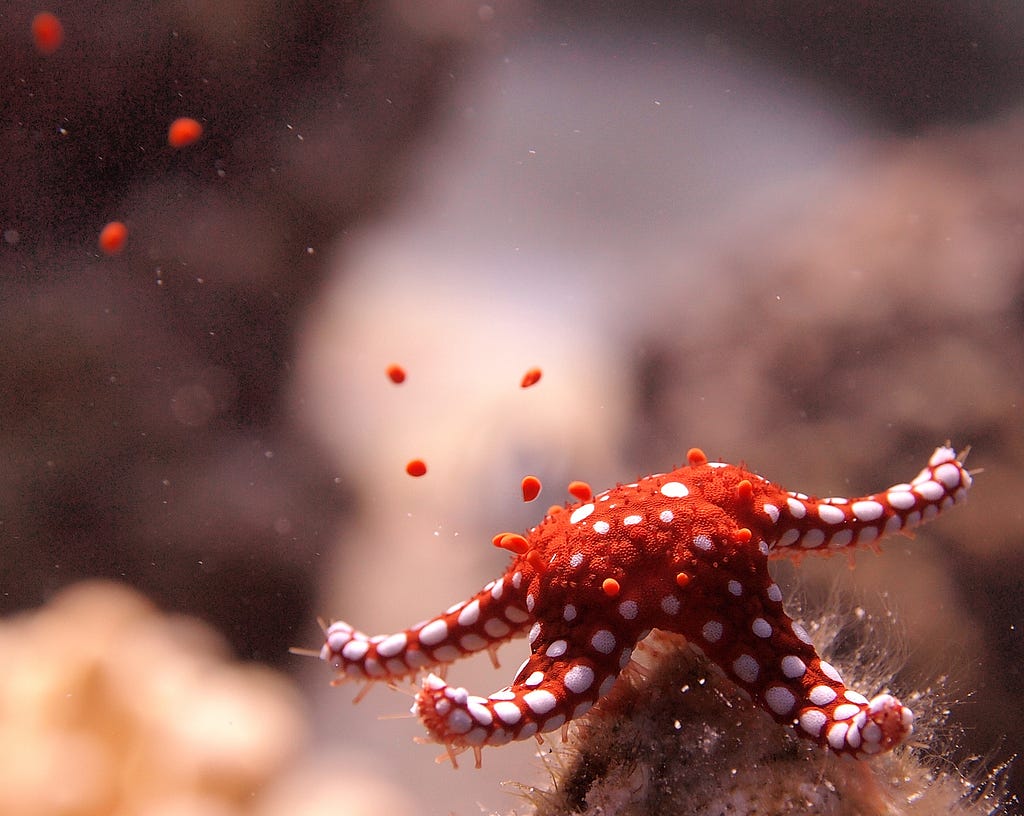 Red starfish with white spots releases eggs like small red droplets into the surrounding ocean.