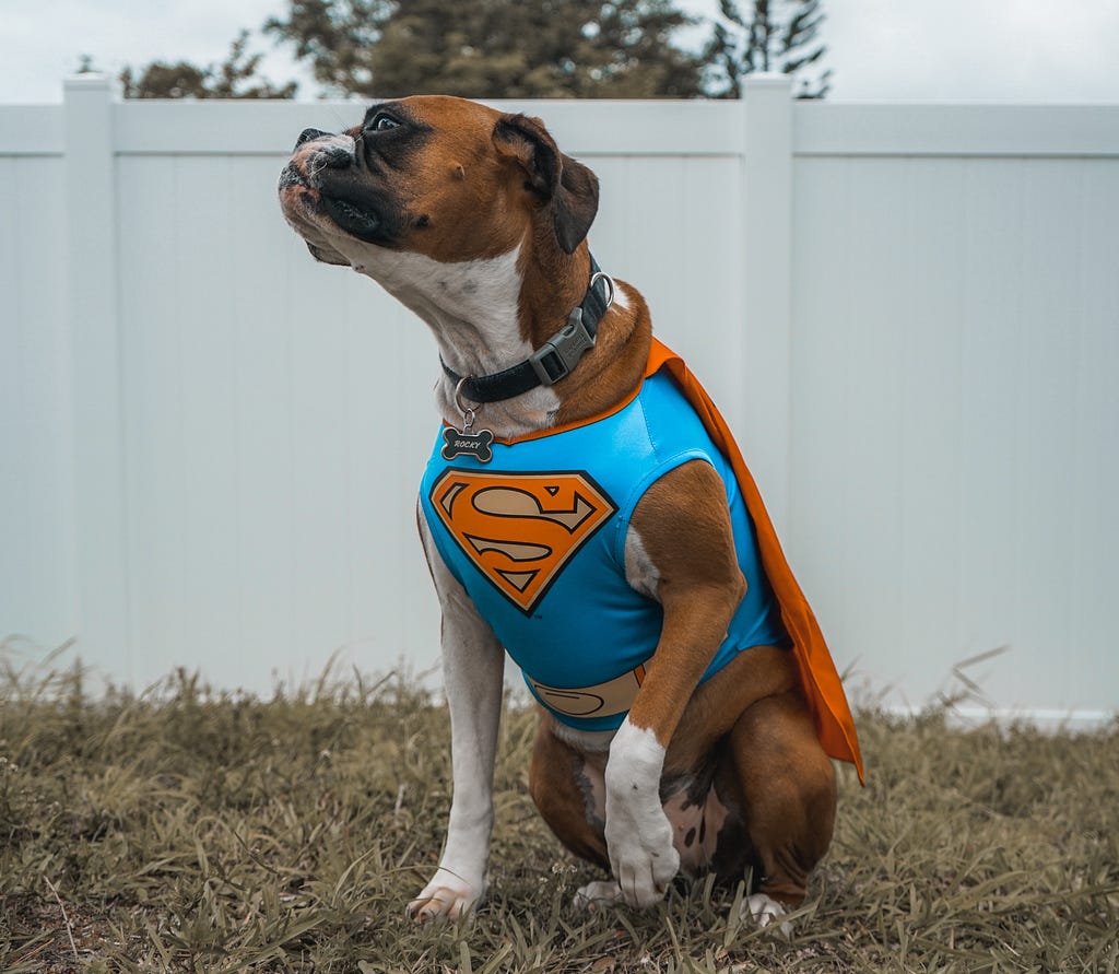 A dog in a superhero costume.