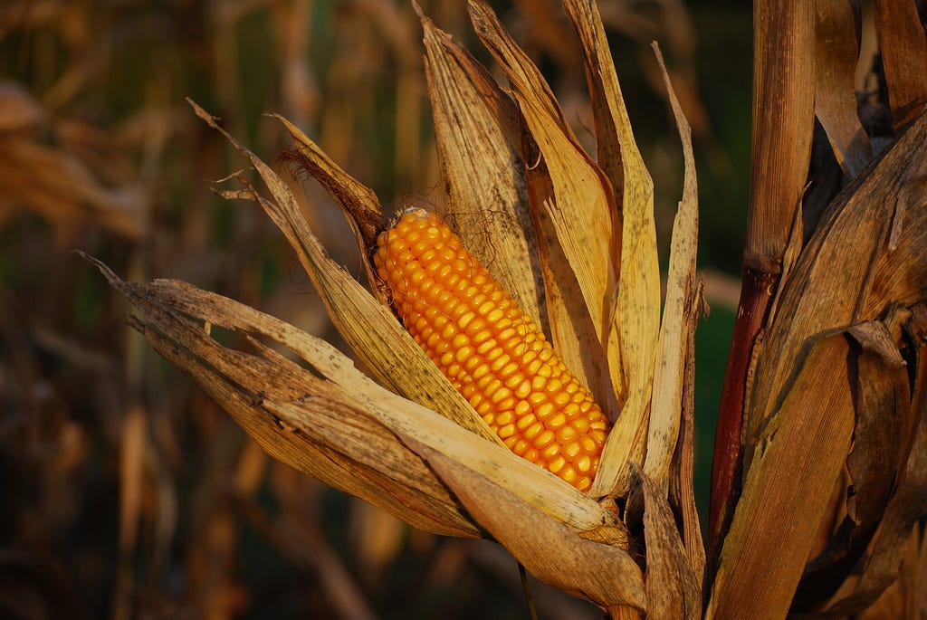 Corn cob growing on the plant