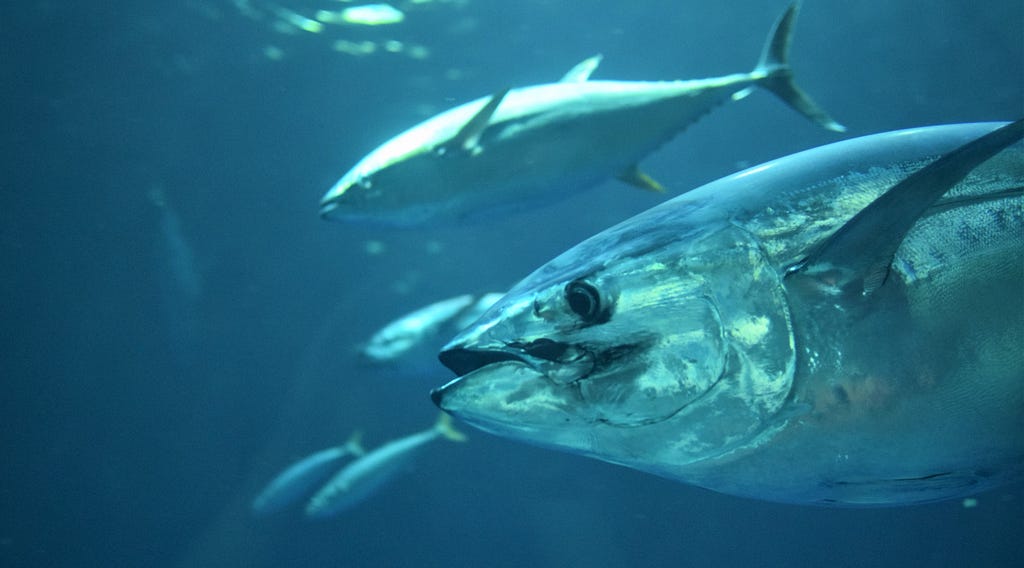 Bluefin tuna.