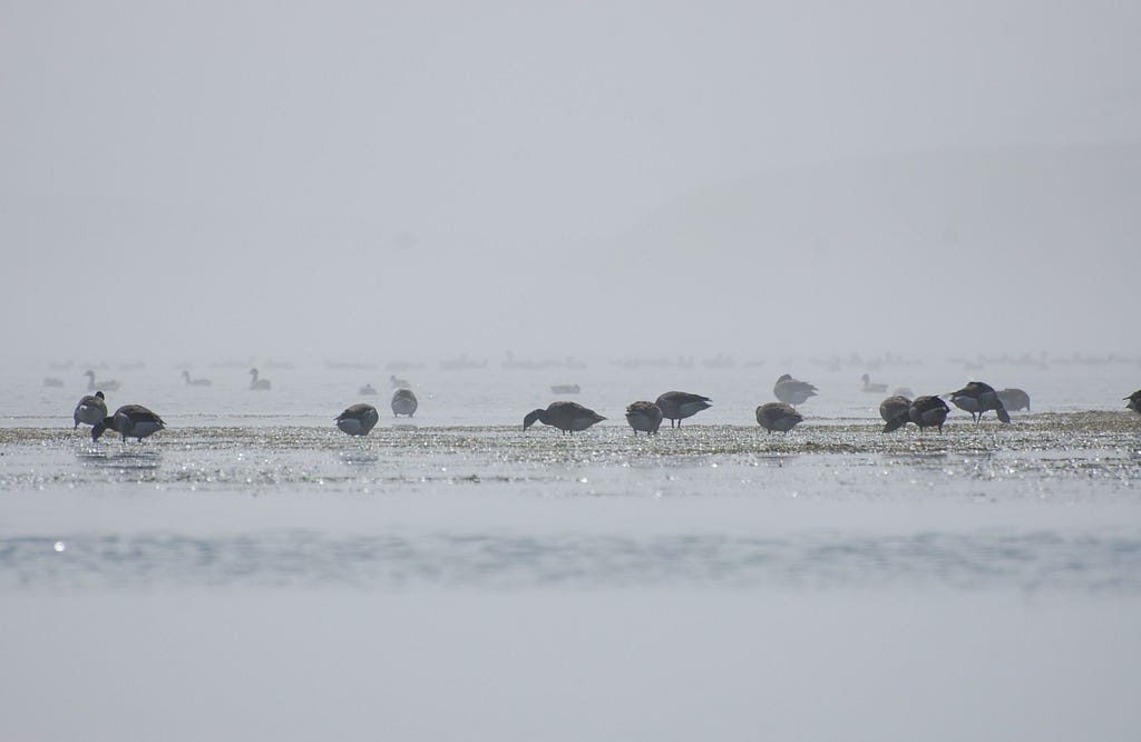 black brant foraging on eelgrass in shallow water