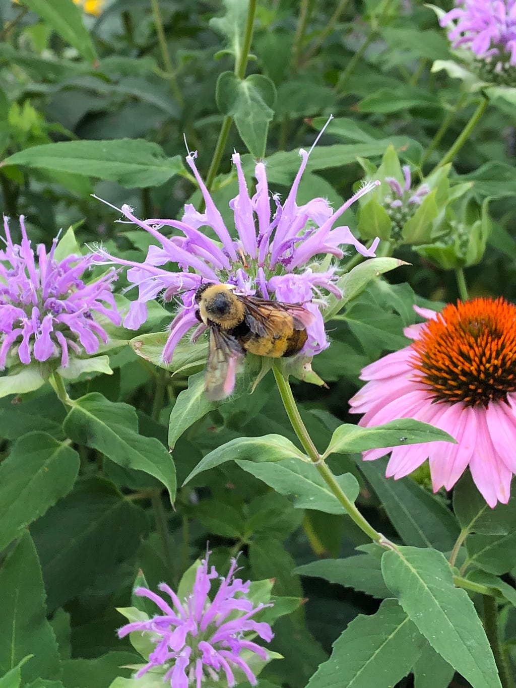 Fuzzy bee drinking nectar from a Bergamot flower