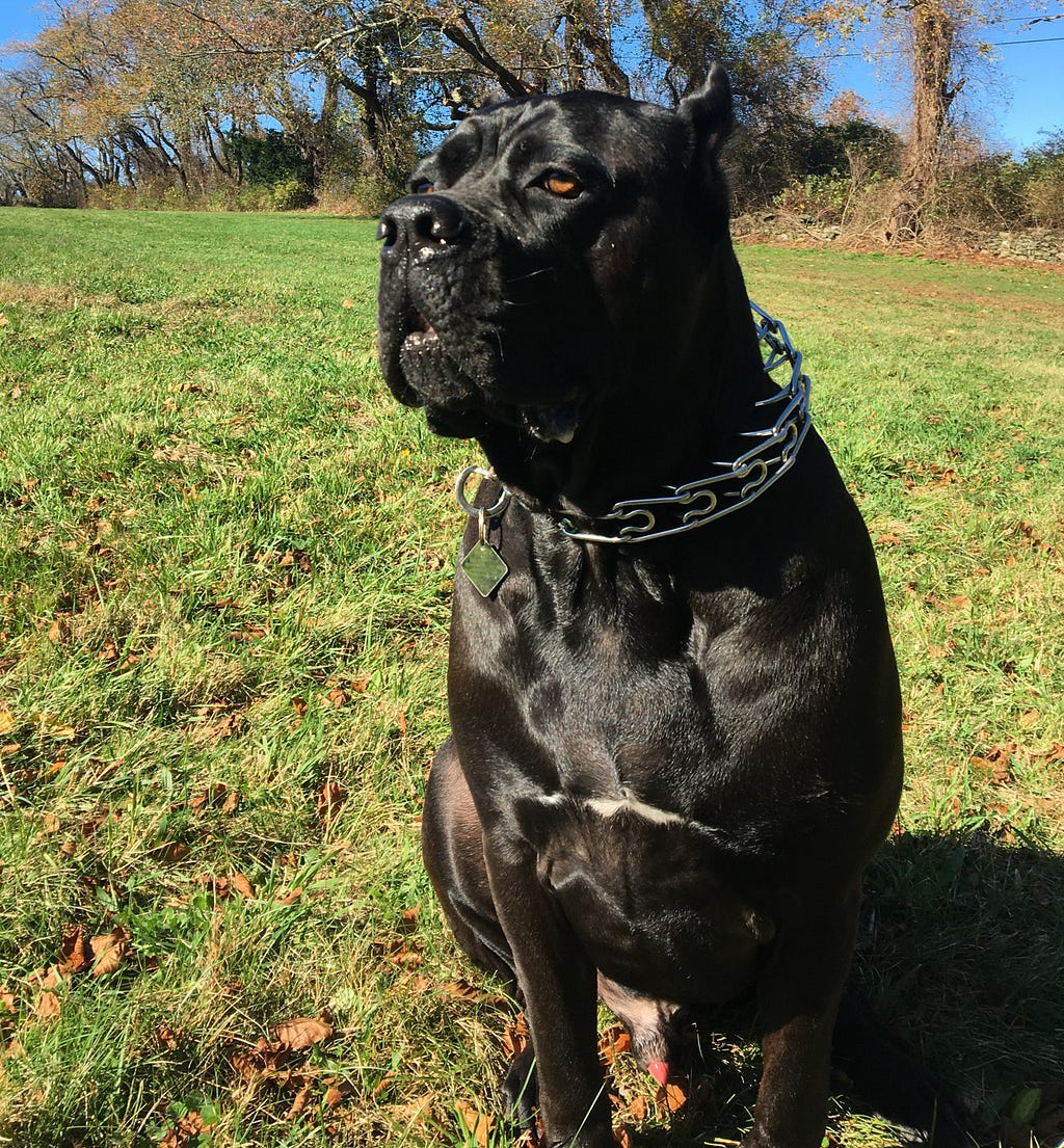 beautiful black dog