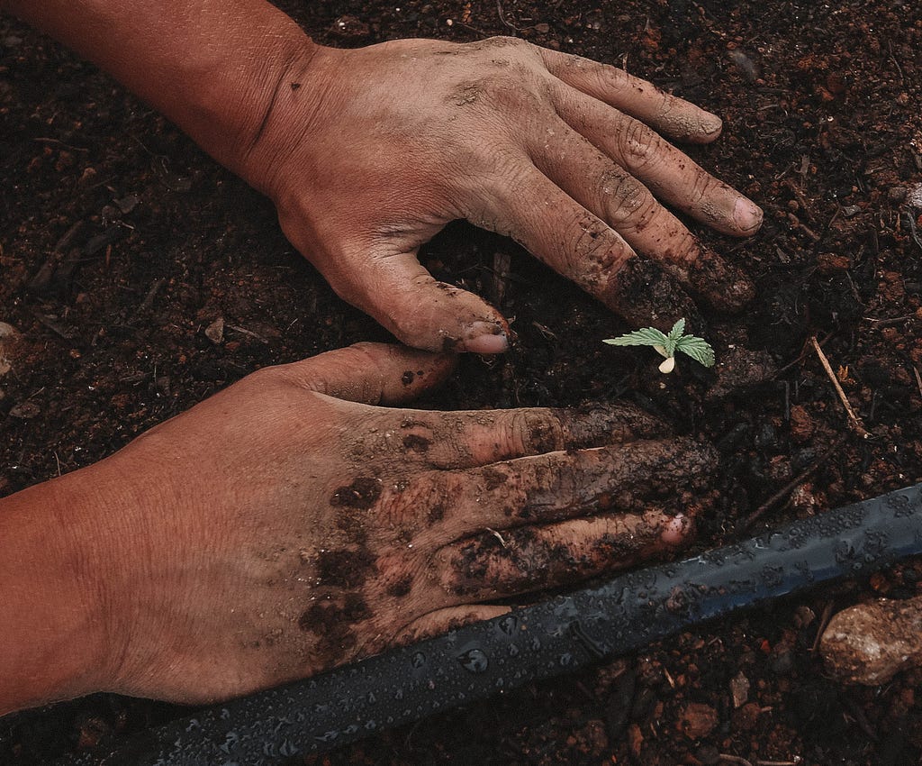 Male hands, covered in mud, plan a tiny shoot into the soil
