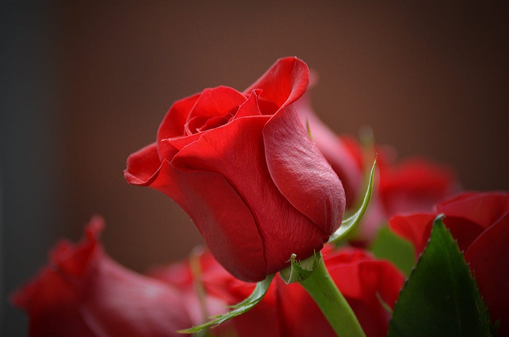 a red rose