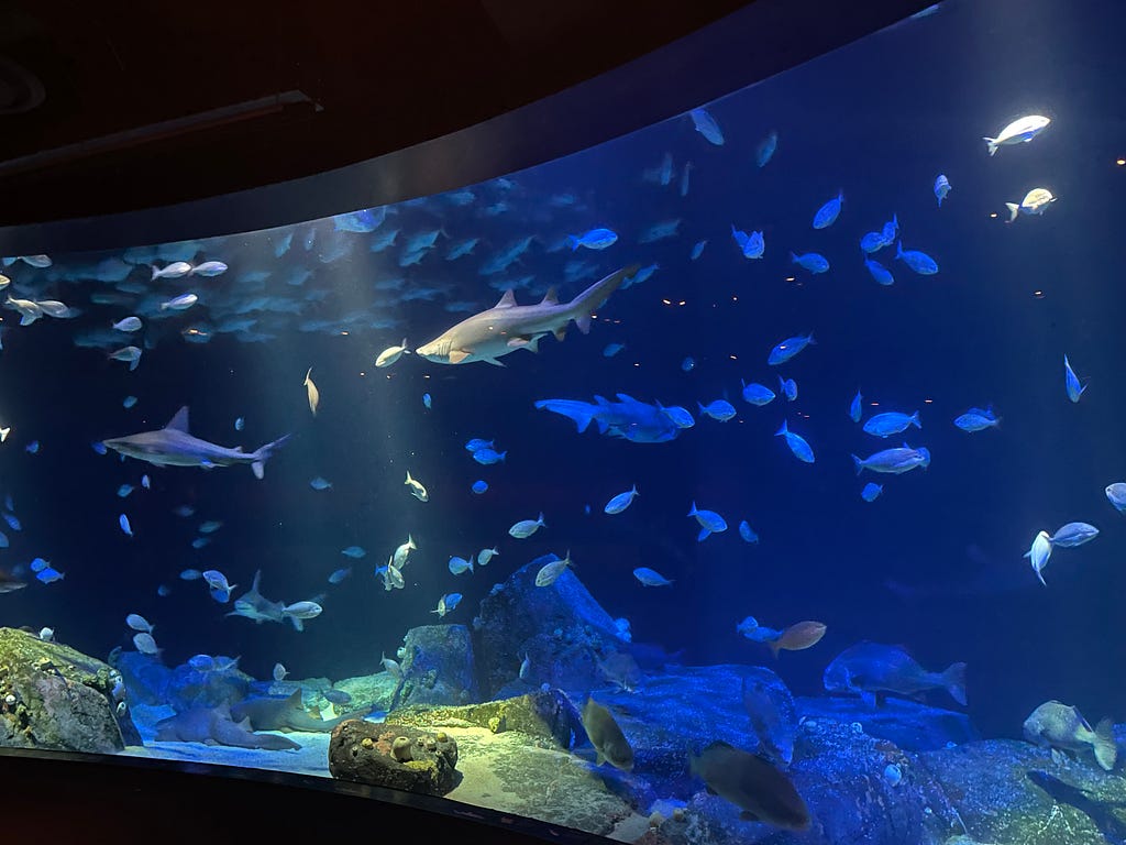 Sharks and other Hudson Canyon marine species swim at the New York Aquarium in Coney Island