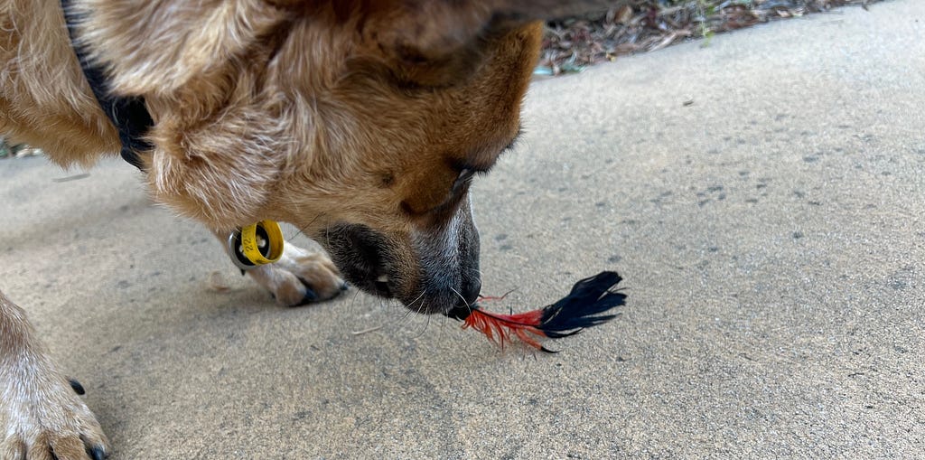 Chilli, a red heeler with a red and black cockatoo feather.