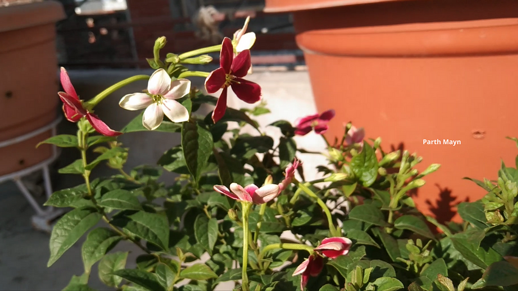 Rangoon Creeper or Madhumalti or Chinese Honeysuckle