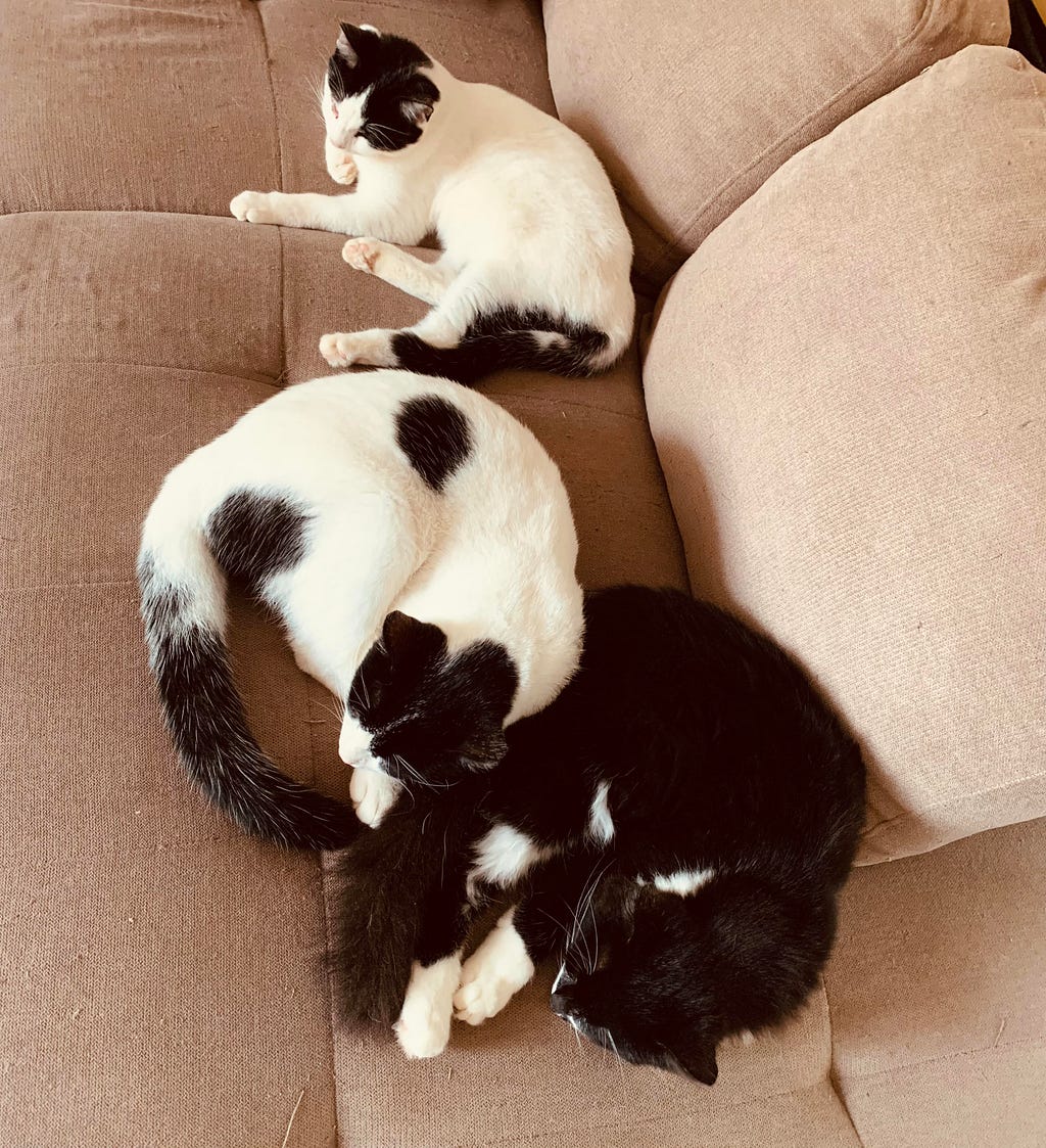 My three blind kittens, Chloe, Milo and Luna, on my sofa.