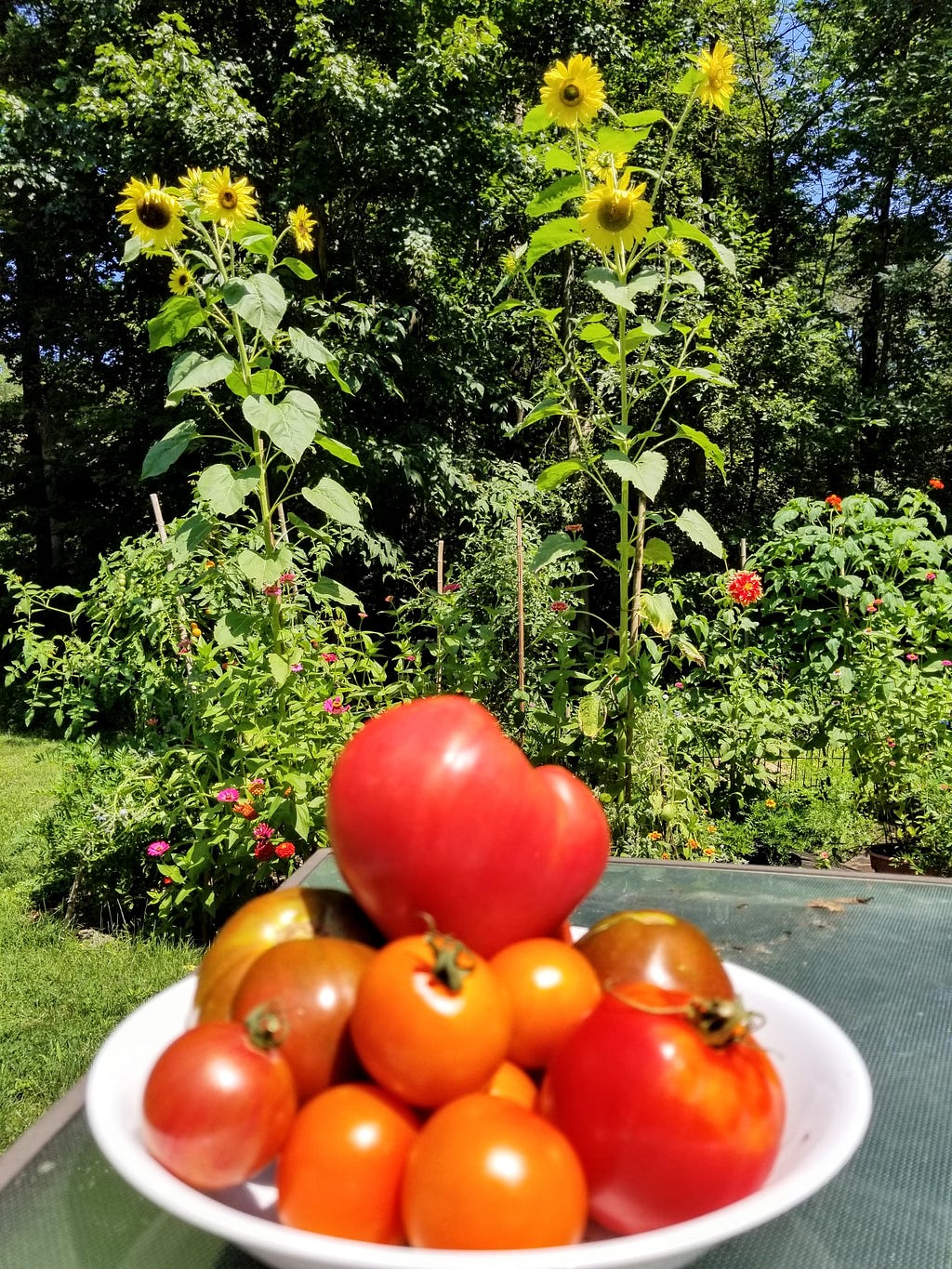 A bowl of tomatoes in front of our garden with sunflowers