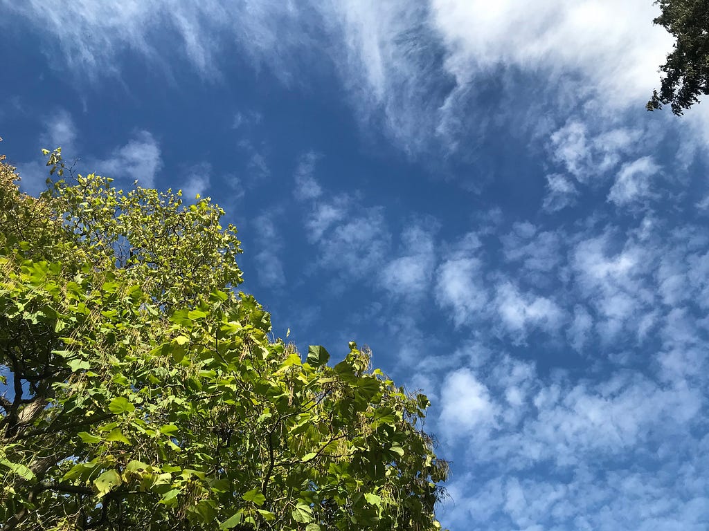 Top of a green tree canopy with a blue sky and some small white clouds