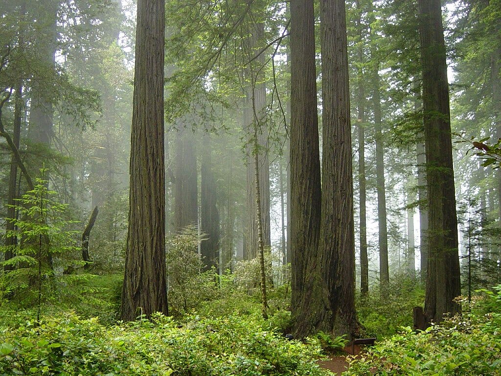 Photo of redwood trees and a lush forest understory. There is fog between the tree trunks.