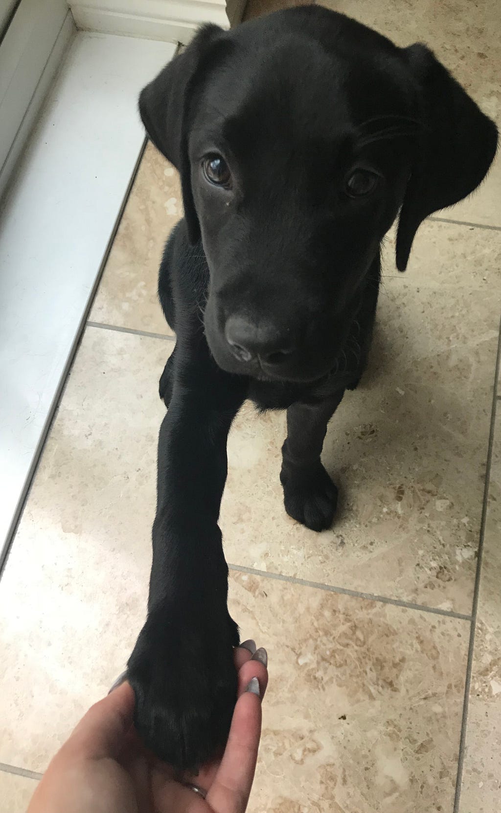 A black labrador puppy sat on his bum facing the camera. He’s putting his right paw on a human left hand.