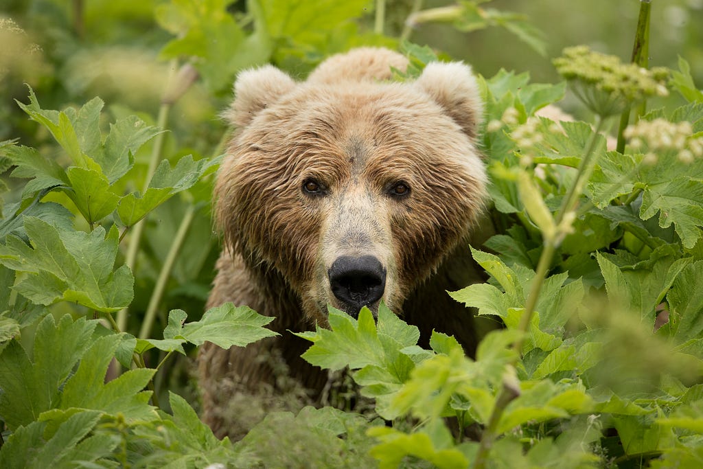 Kodiak brown bear looking directly at the camera