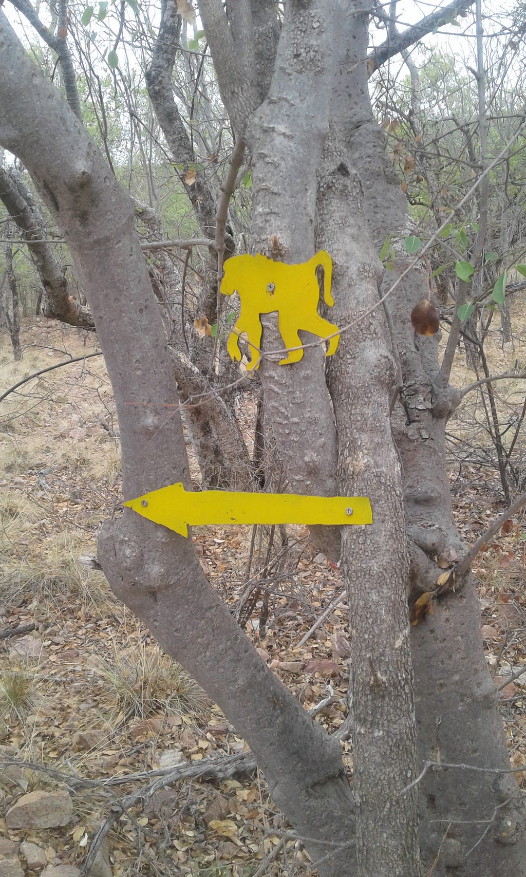 A yellow baboon-shaped signboard and arrow, nailed to a tree, indicating a hiking trail in the bush