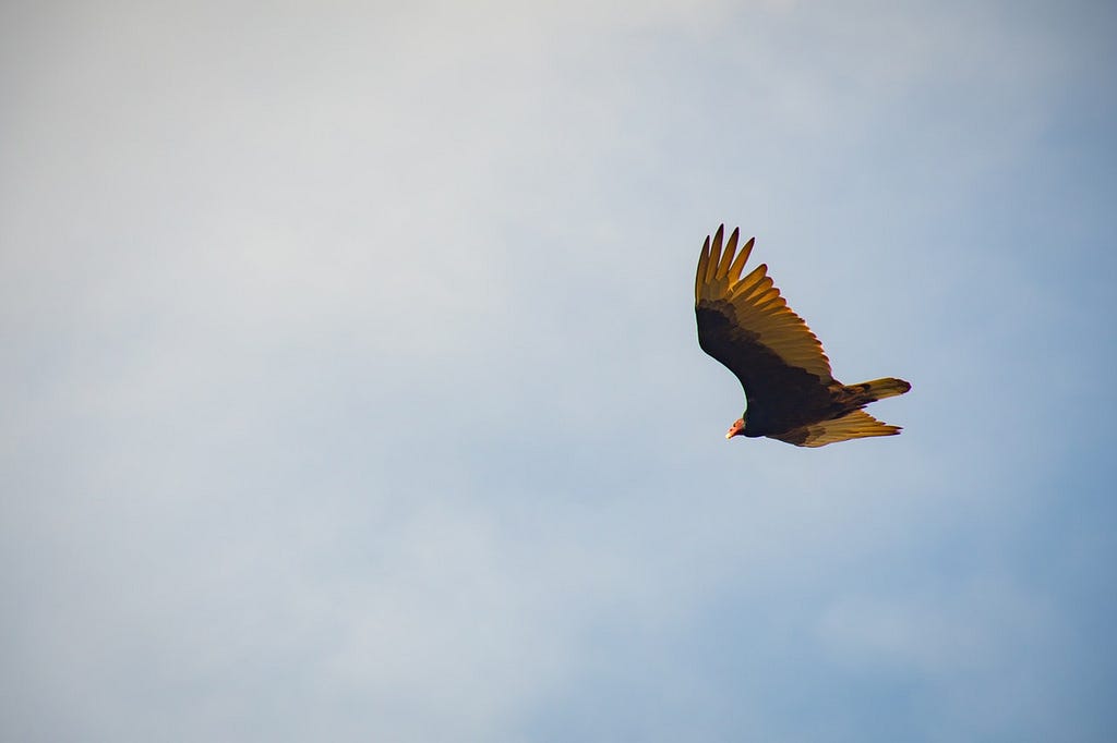 yellow bird flying away by Brett Sayles from Pexels