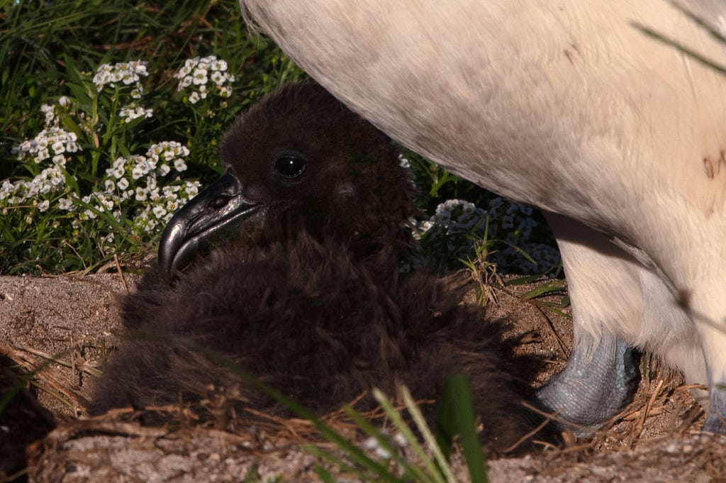 A fluffy, short-tailed albatross chick sits under its parent on their nest at Midway Atoll.