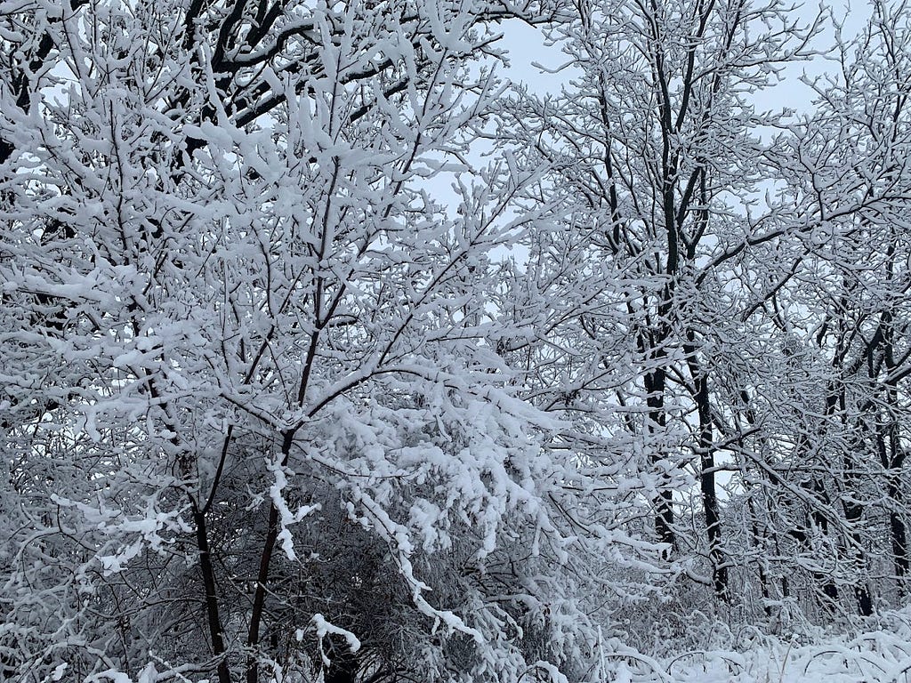Trees covered in fresh snow