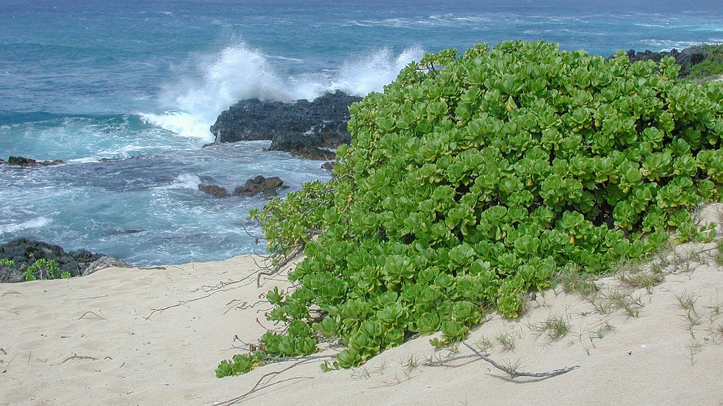 Naupaka kahakai (Scaevola taccada, beach naupaka) plant on a sand dune near the ocean.